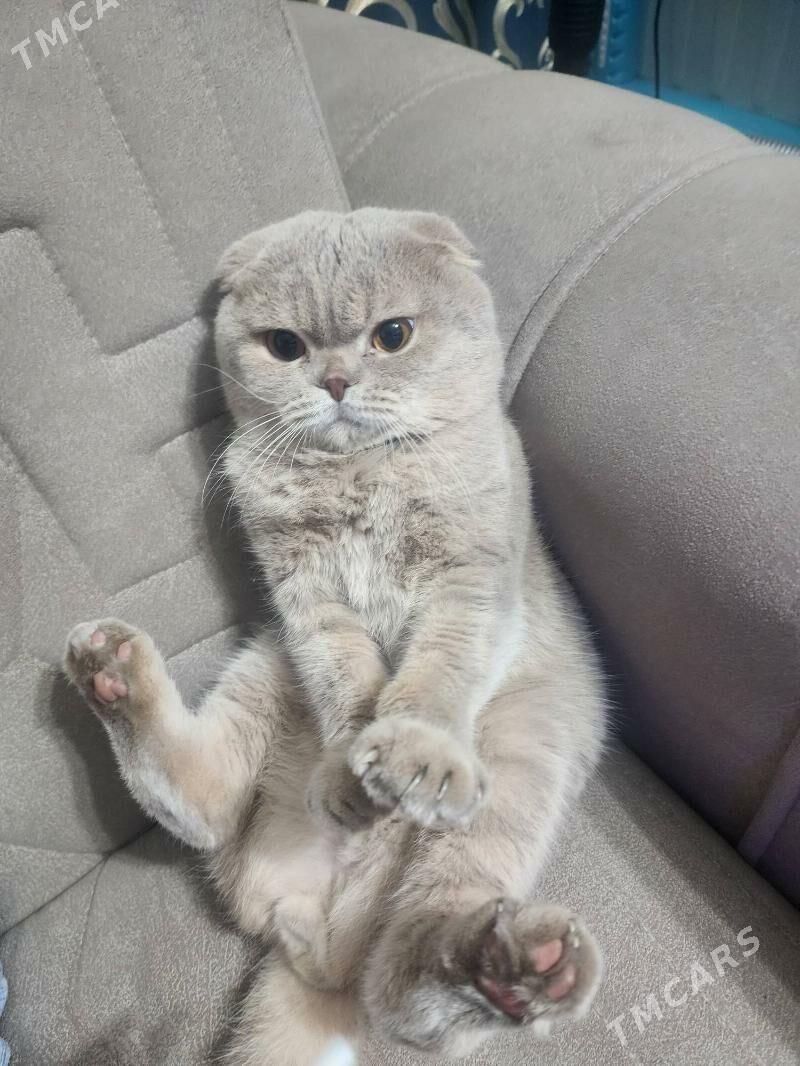 Шотландские котята - Aşgabat - img 4