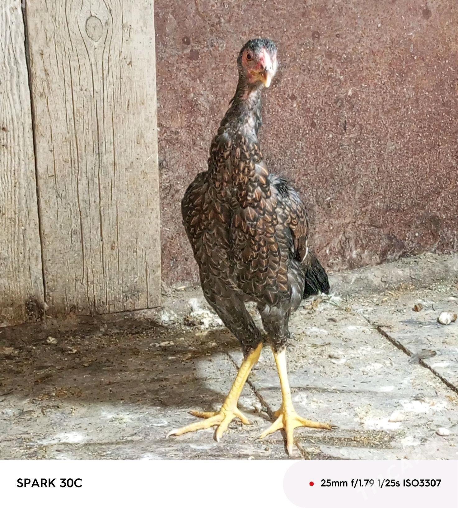 Taşkent - Анев - img 2