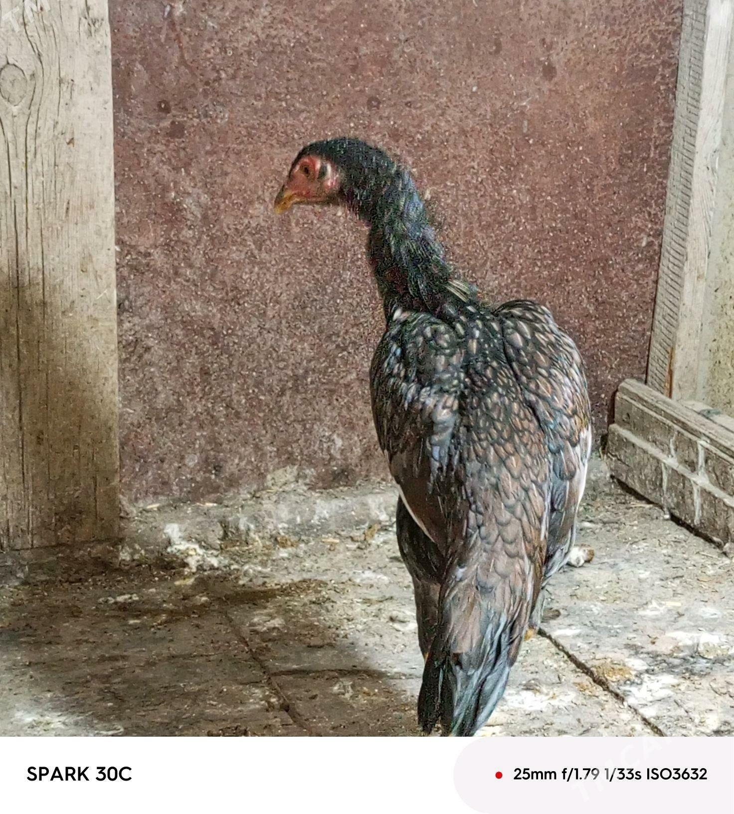 Taşkent - Анев - img 3