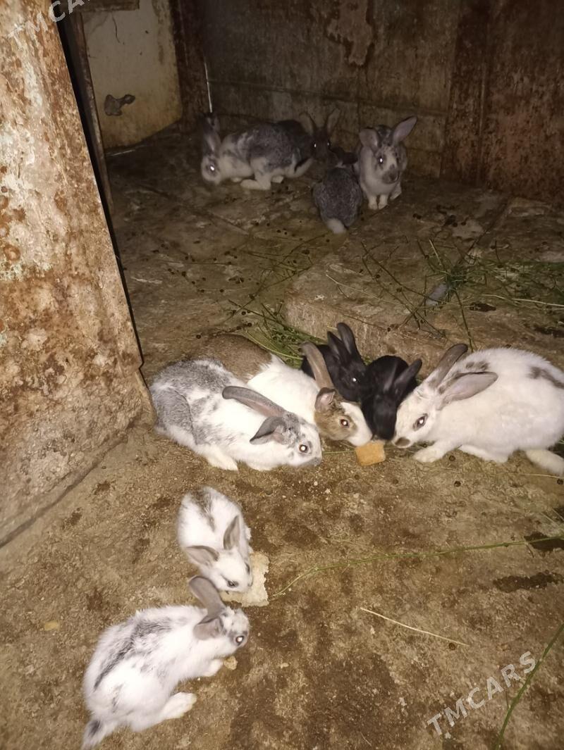 TOWSAN BAR ULY KIÇI - Бахарден - img 6