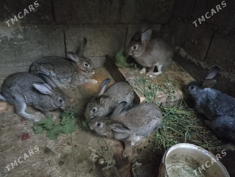 TOWSAN BAR ULY KIÇI - Бахарден - img 4