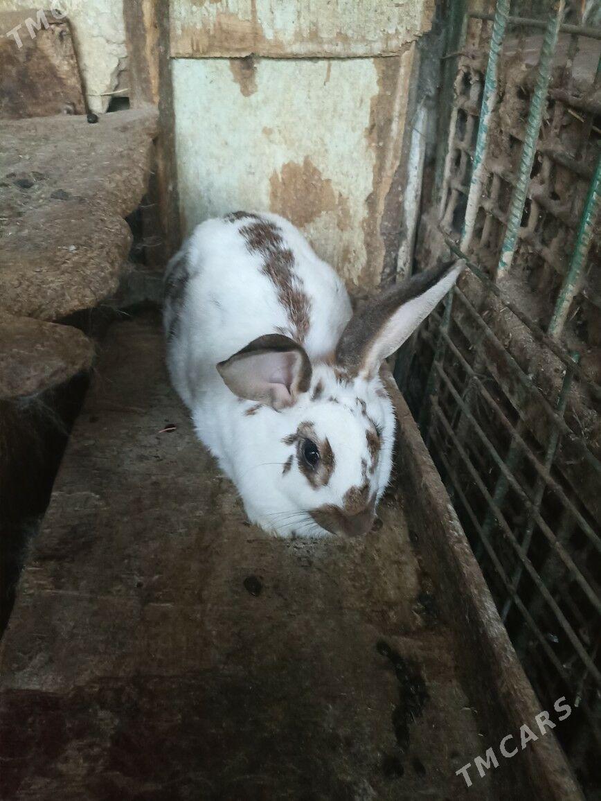 TOWSAN BAR ULY KIÇI - Бахарден - img 2