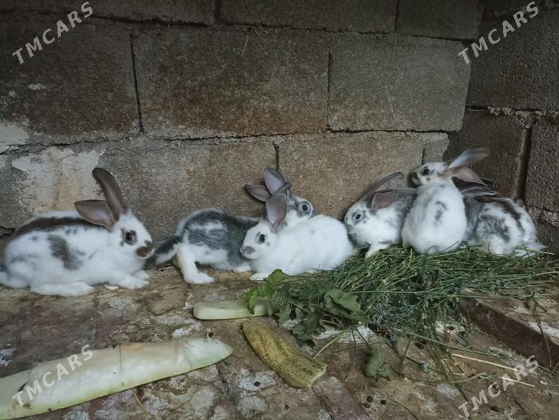 TOWSAN BAR ULY KIÇI - Бахарден - img 3