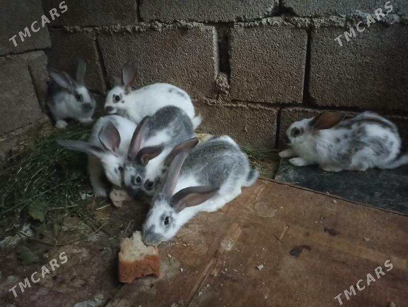 TOWSAN BAR ULY KIÇI - Бахарден - img 5