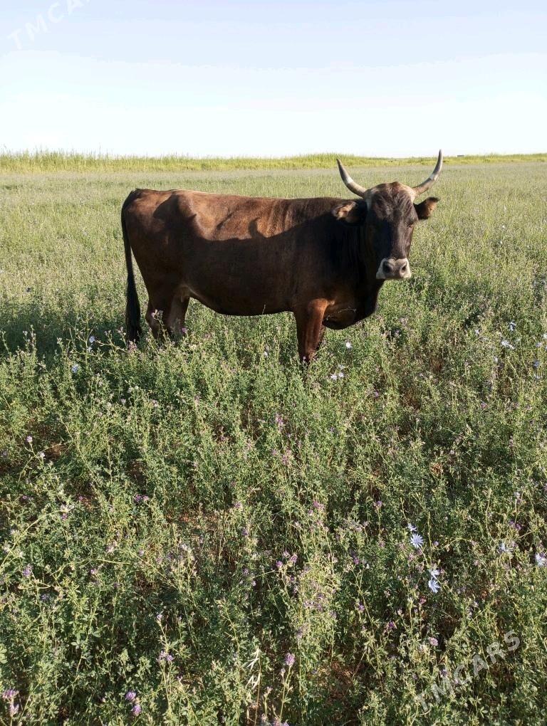 sygyr - Bäherden - img 1