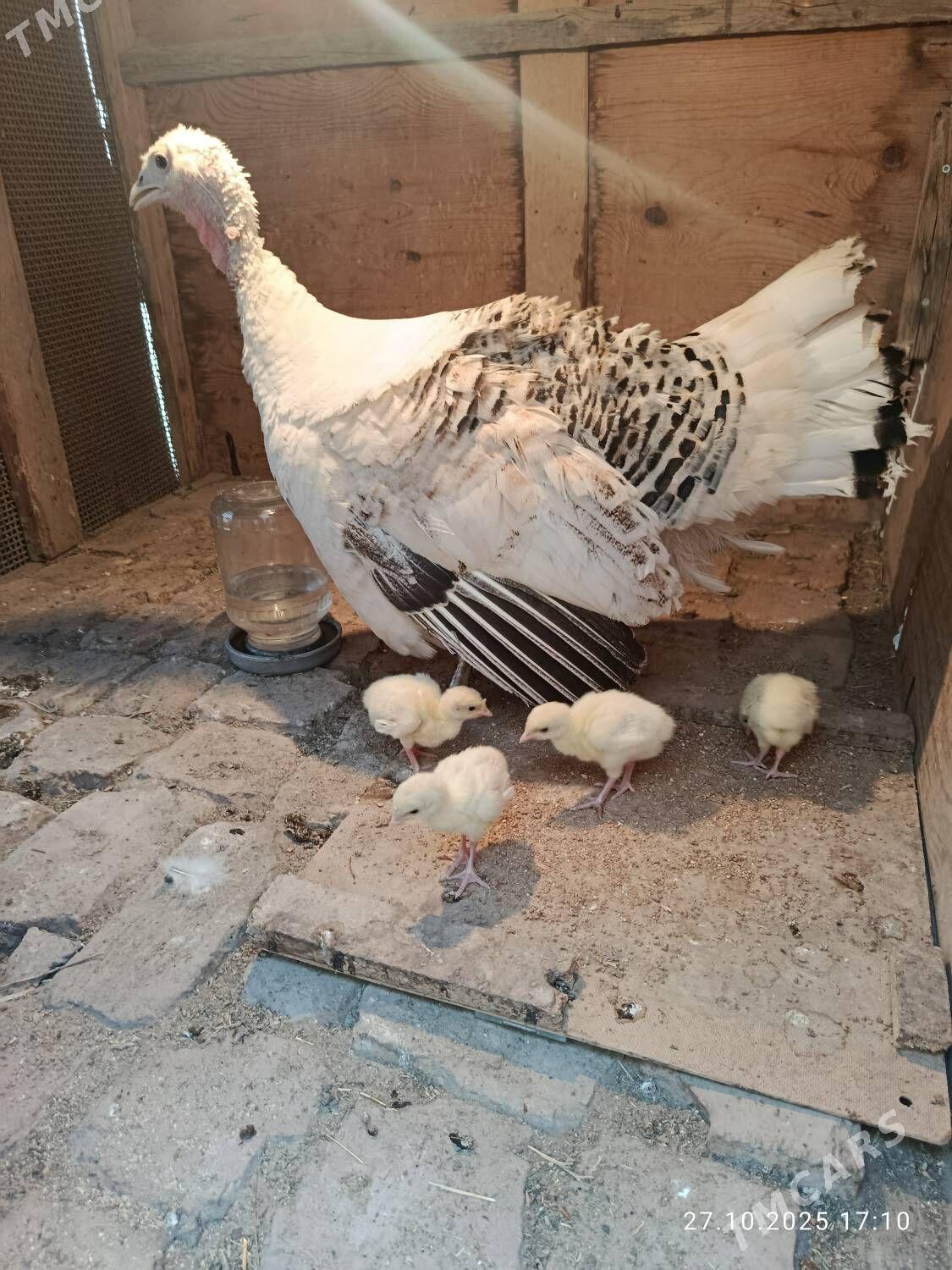 induk - Gökdepe - img 3