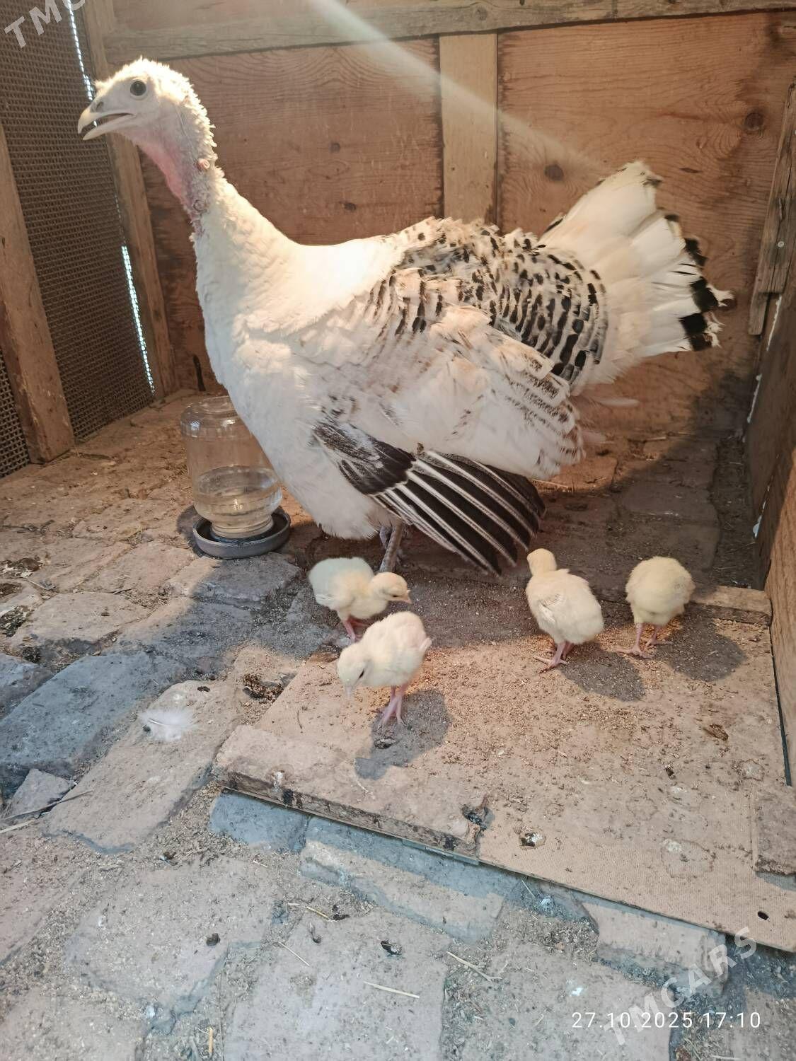 induk - Gökdepe - img 4