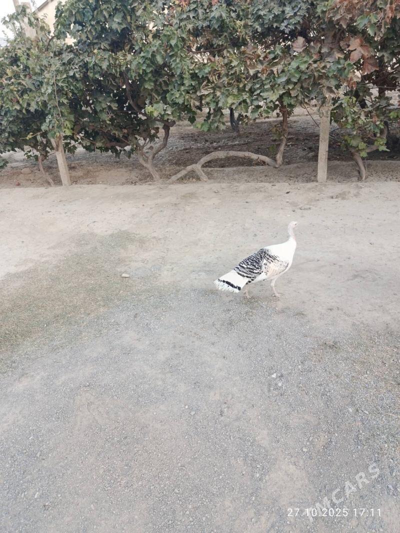 induk - Gökdepe - img 1