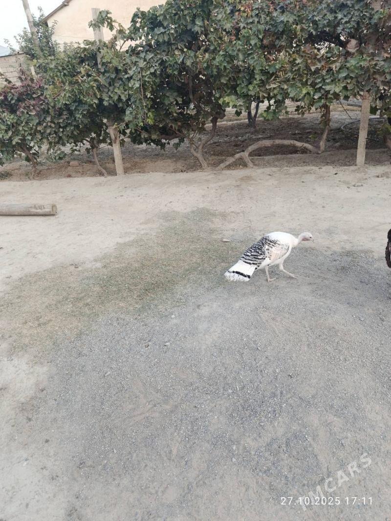 induk - Gökdepe - img 2