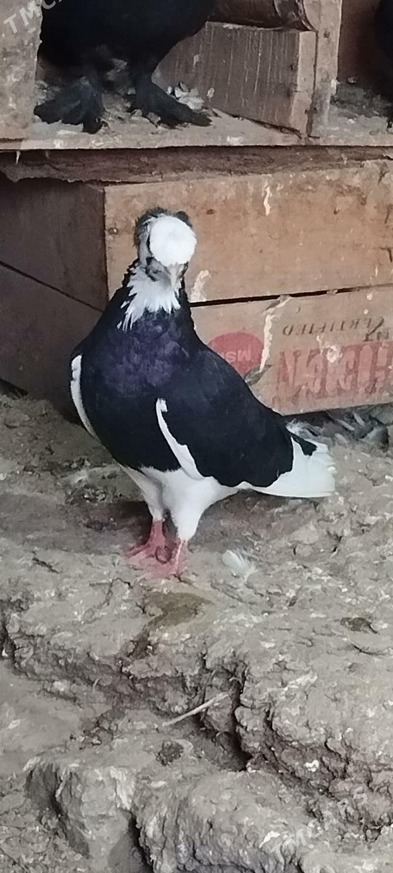 kepderi - Tejen - img 2