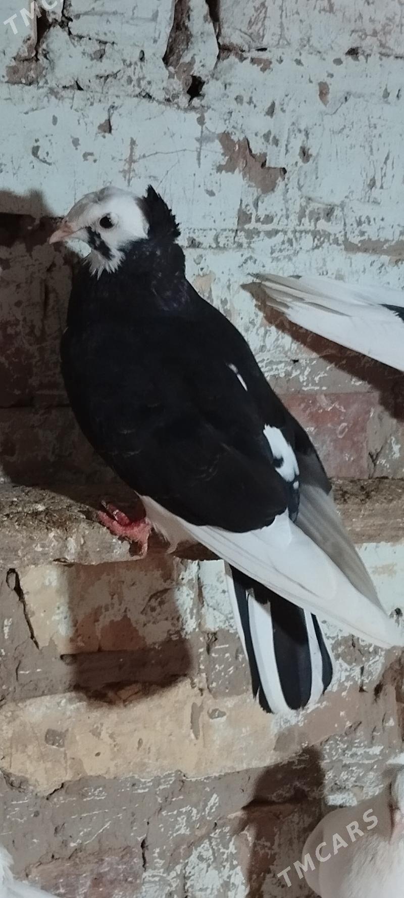 kepderi - Tejen - img 3