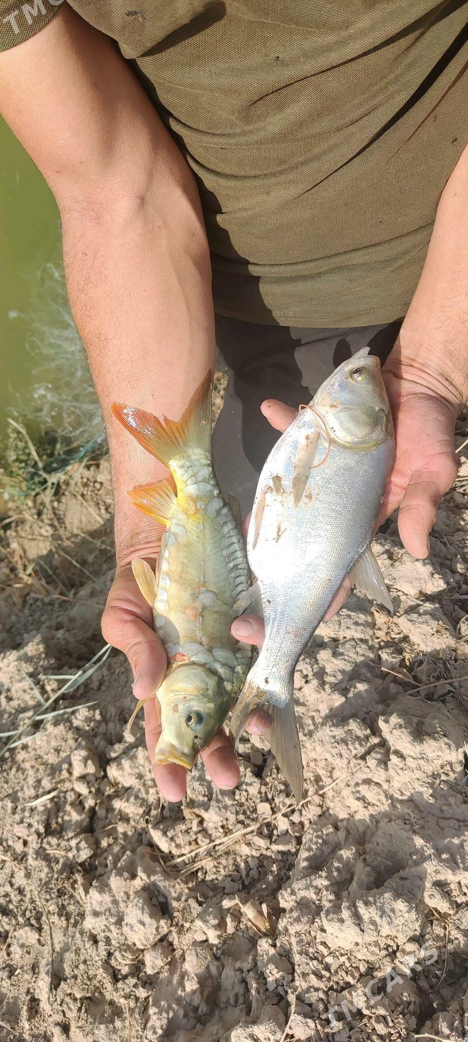 Balyk - Wekilbazar - img 1