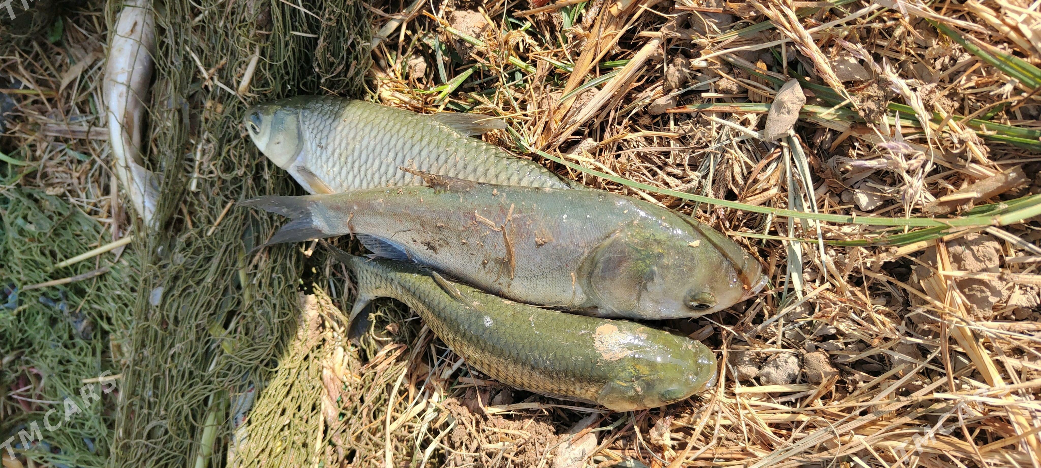 Balyk - Wekilbazar - img 2