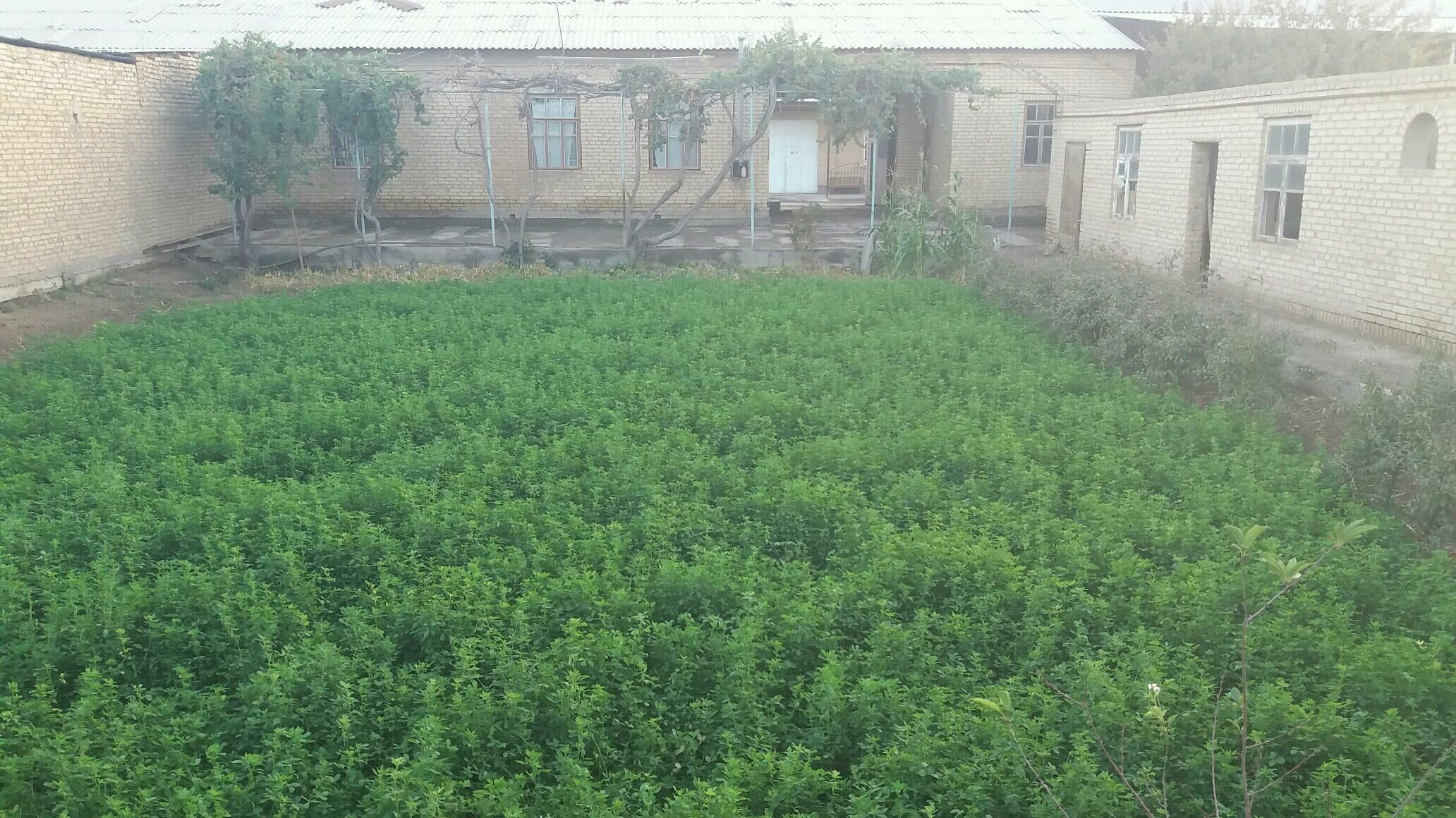 satlyk jay Oput obasy - Сакар - img 5