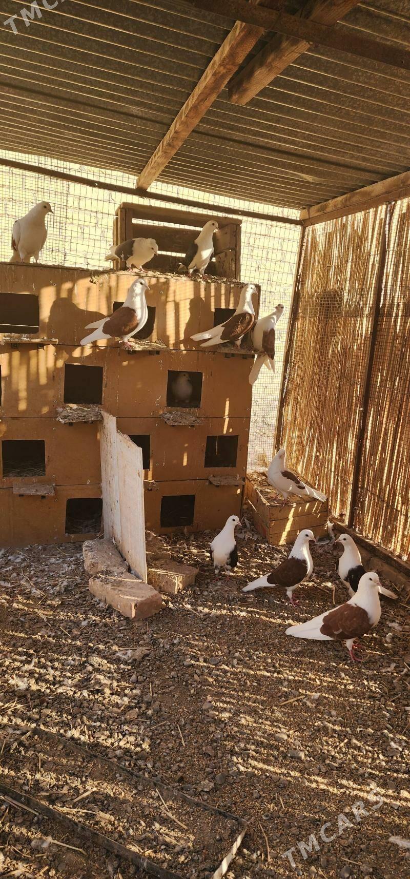 Kepderi - Çärjew - img 4