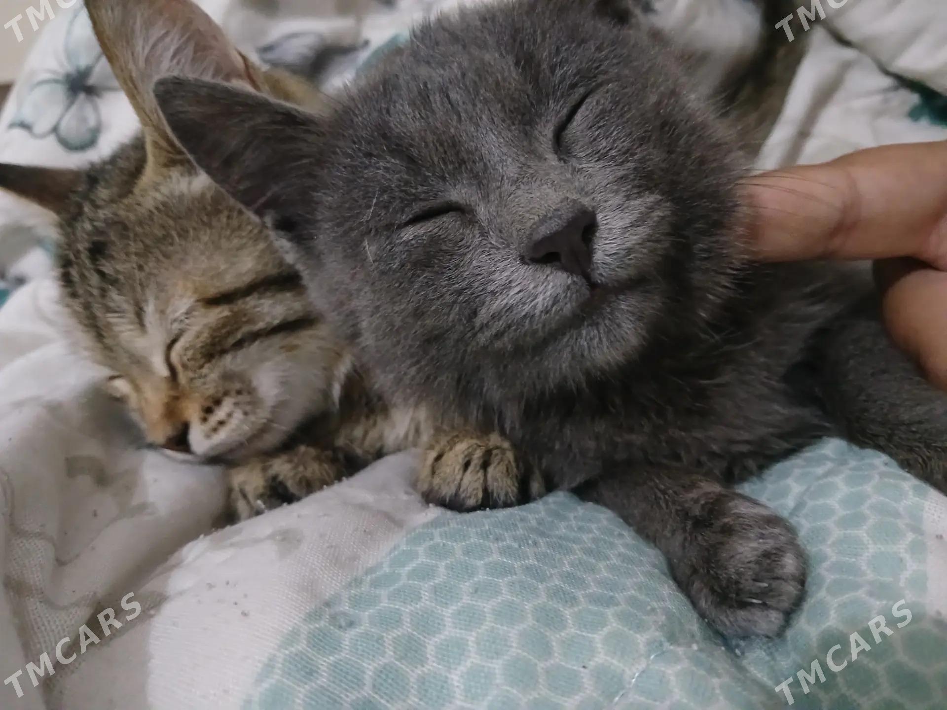 pisik - Daşoguz - img 1