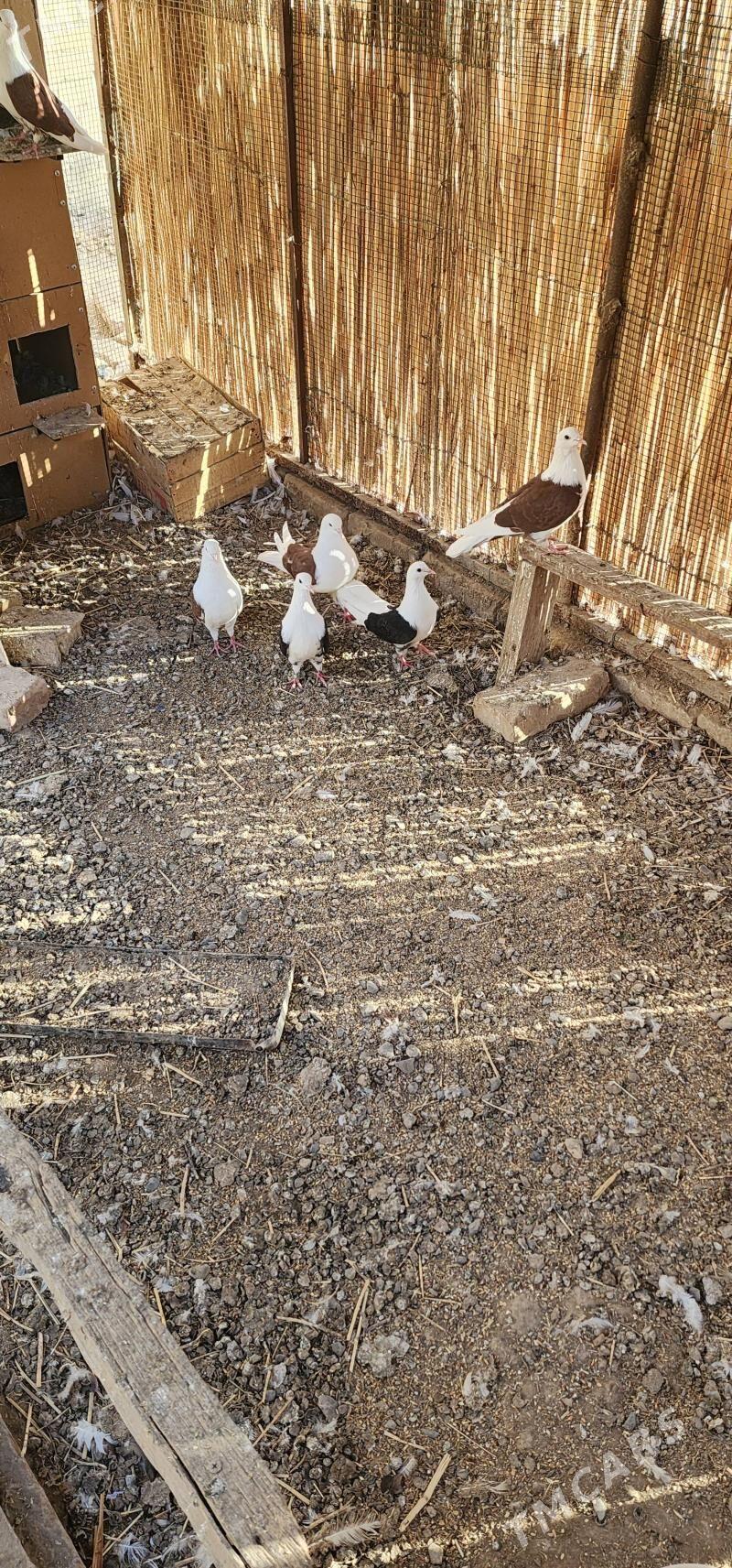 Kepderi - Çärjew - img 3