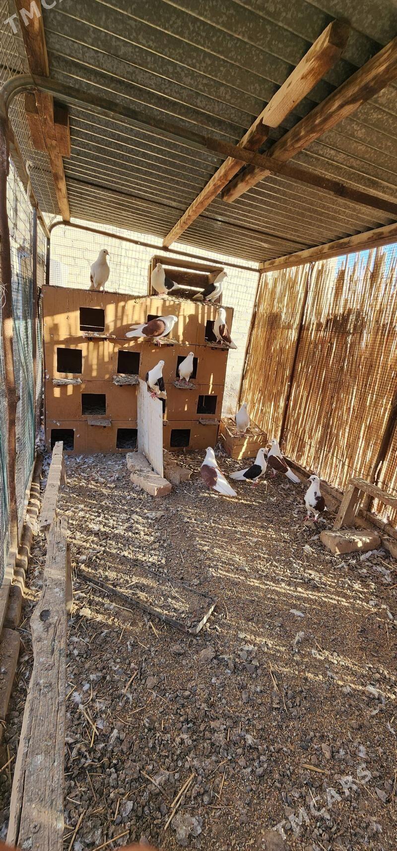 Kepderi - Çärjew - img 2