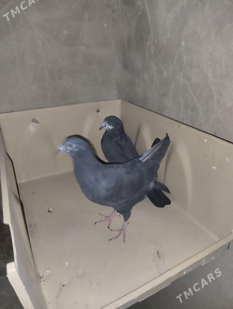 KEPDERI - Каракумский этрап - img 2