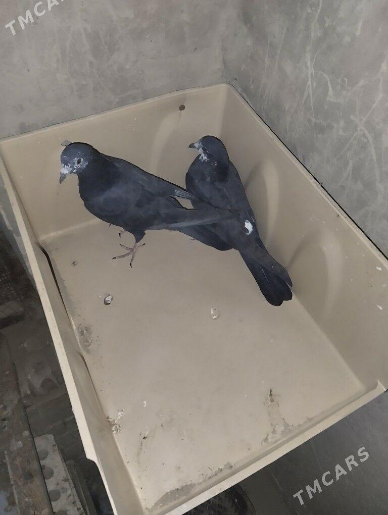 KEPDERI - Каракумский этрап - img 1