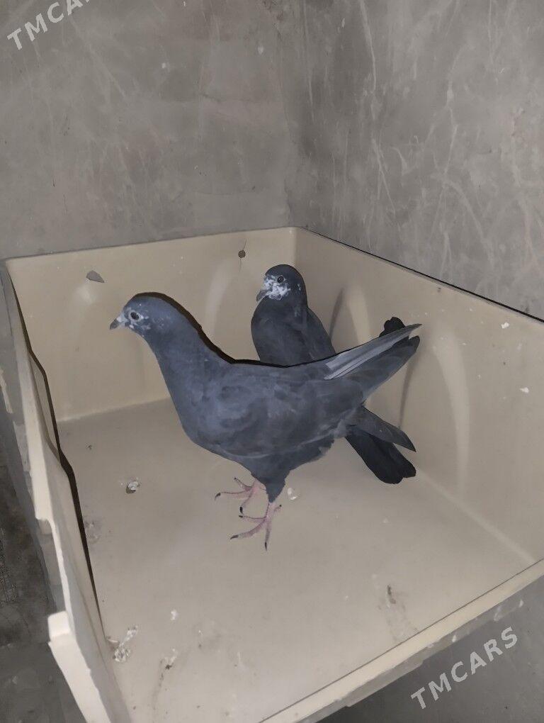 KEPDERI - Каракумский этрап - img 3