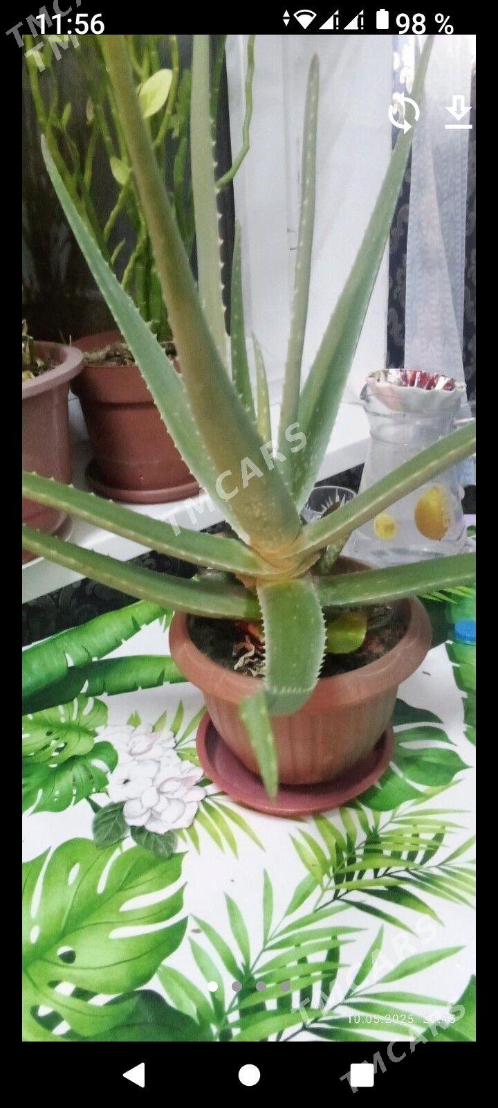 алое - Aşgabat - img 4