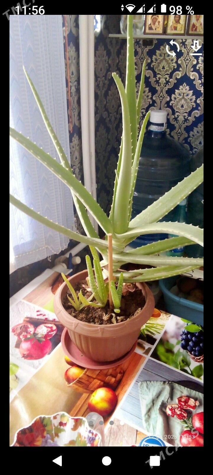 алое - Ашхабад - img 1