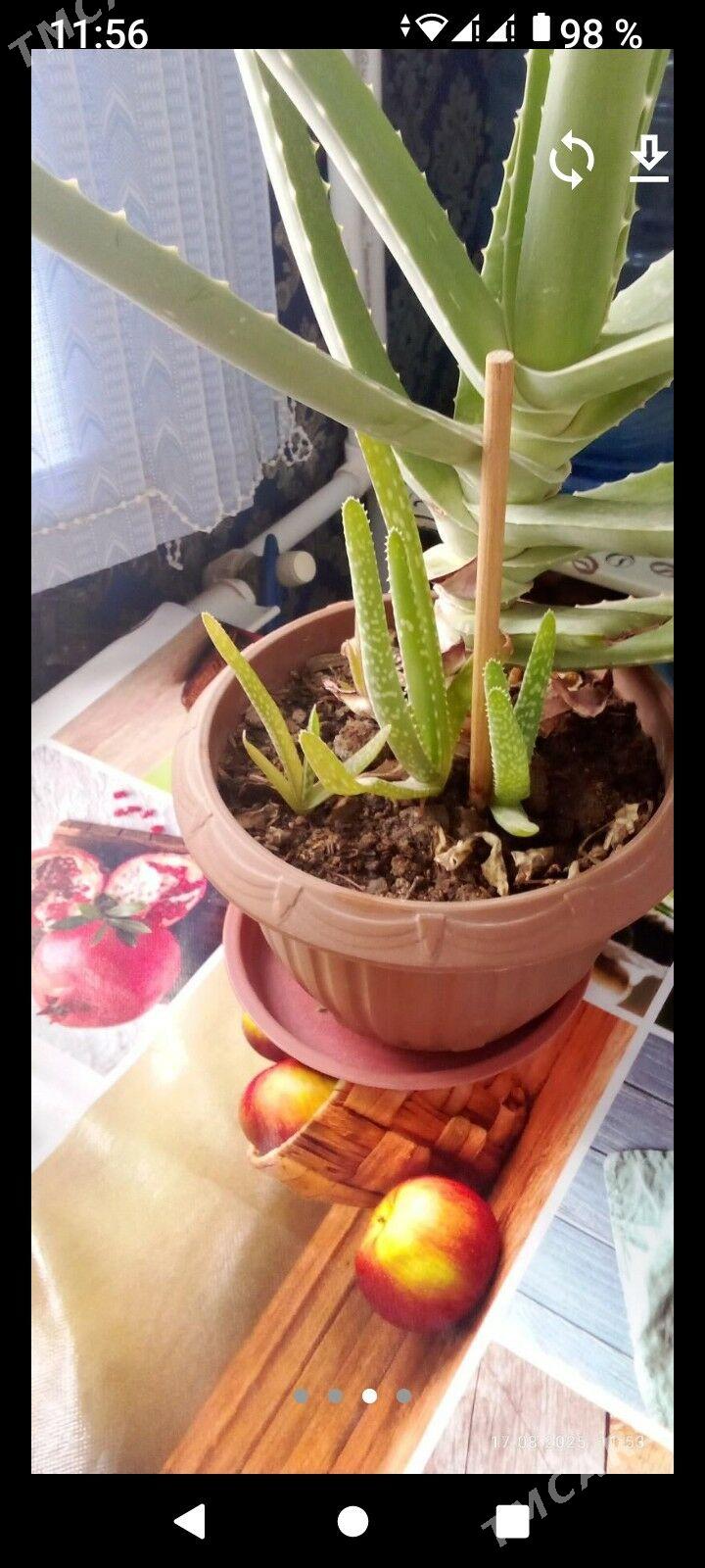 алое - Aşgabat - img 3