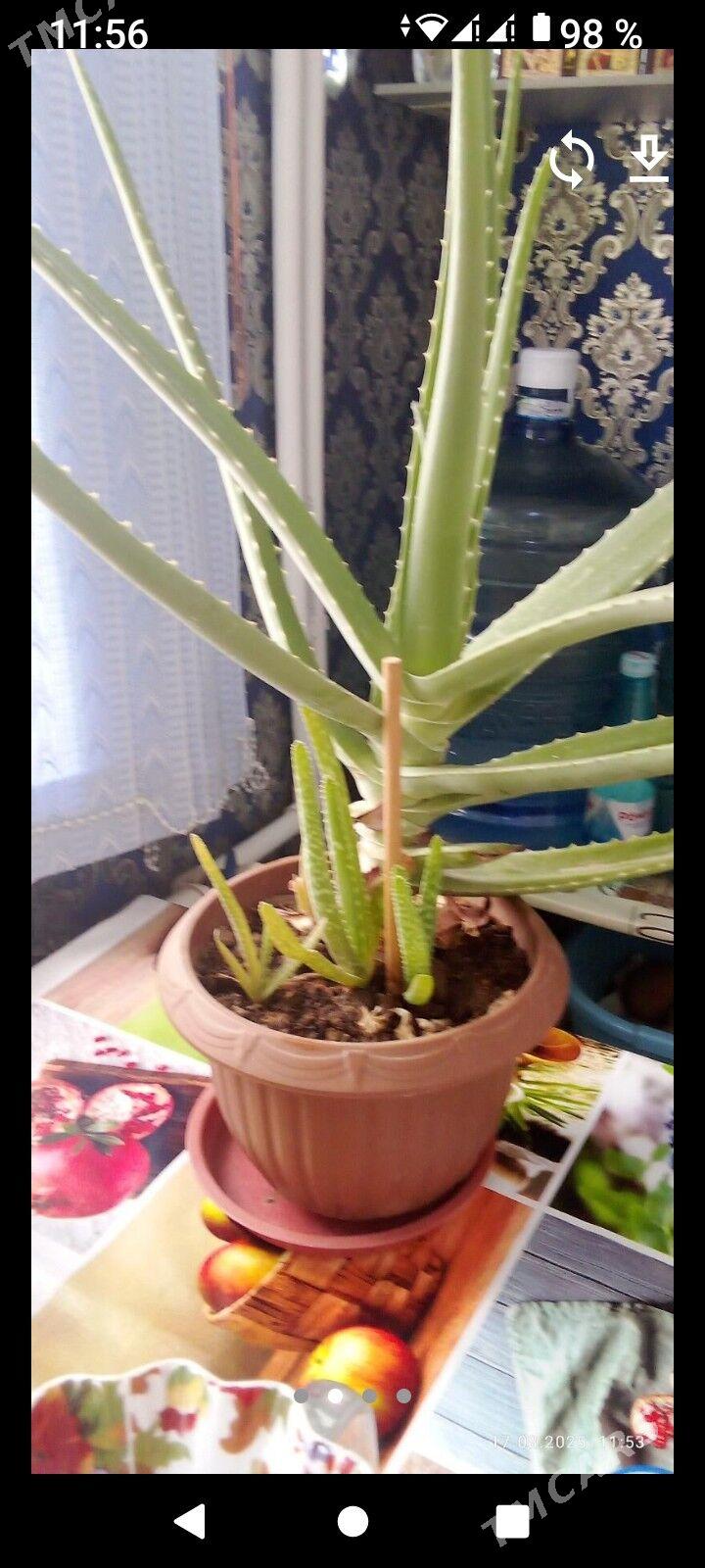 алое - Aşgabat - img 2