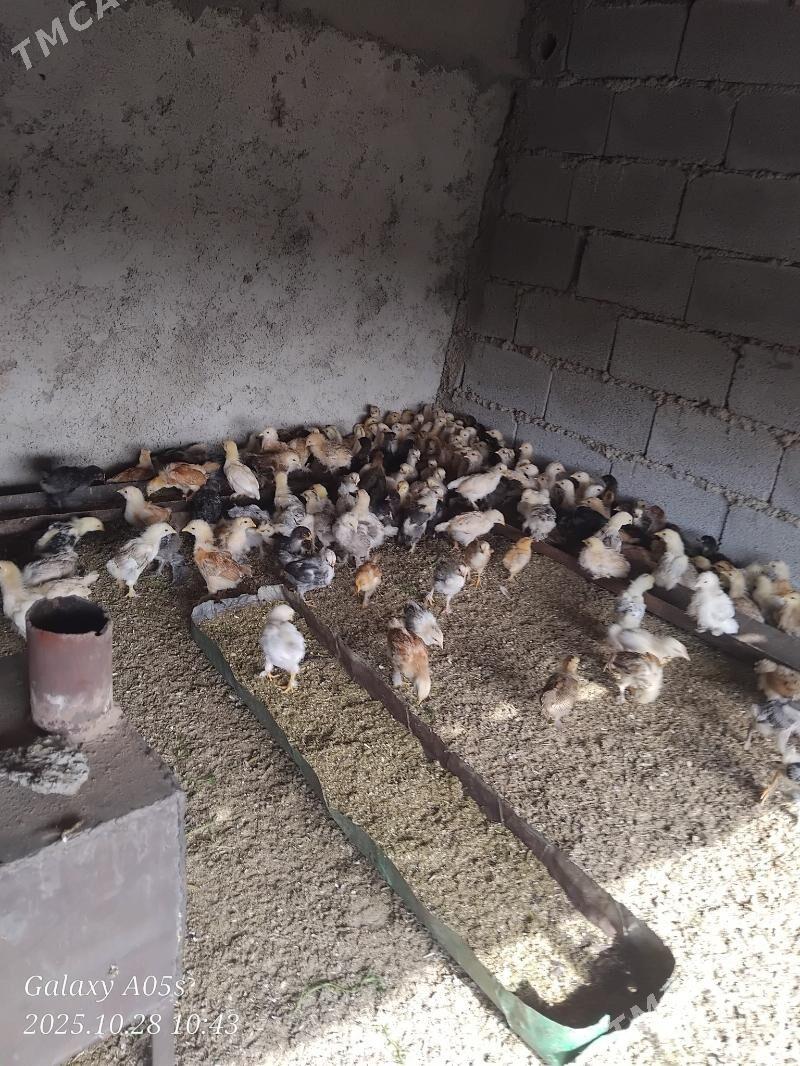 Juyje - Теджен - img 4