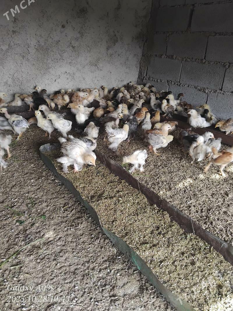 Juyje - Теджен - img 2