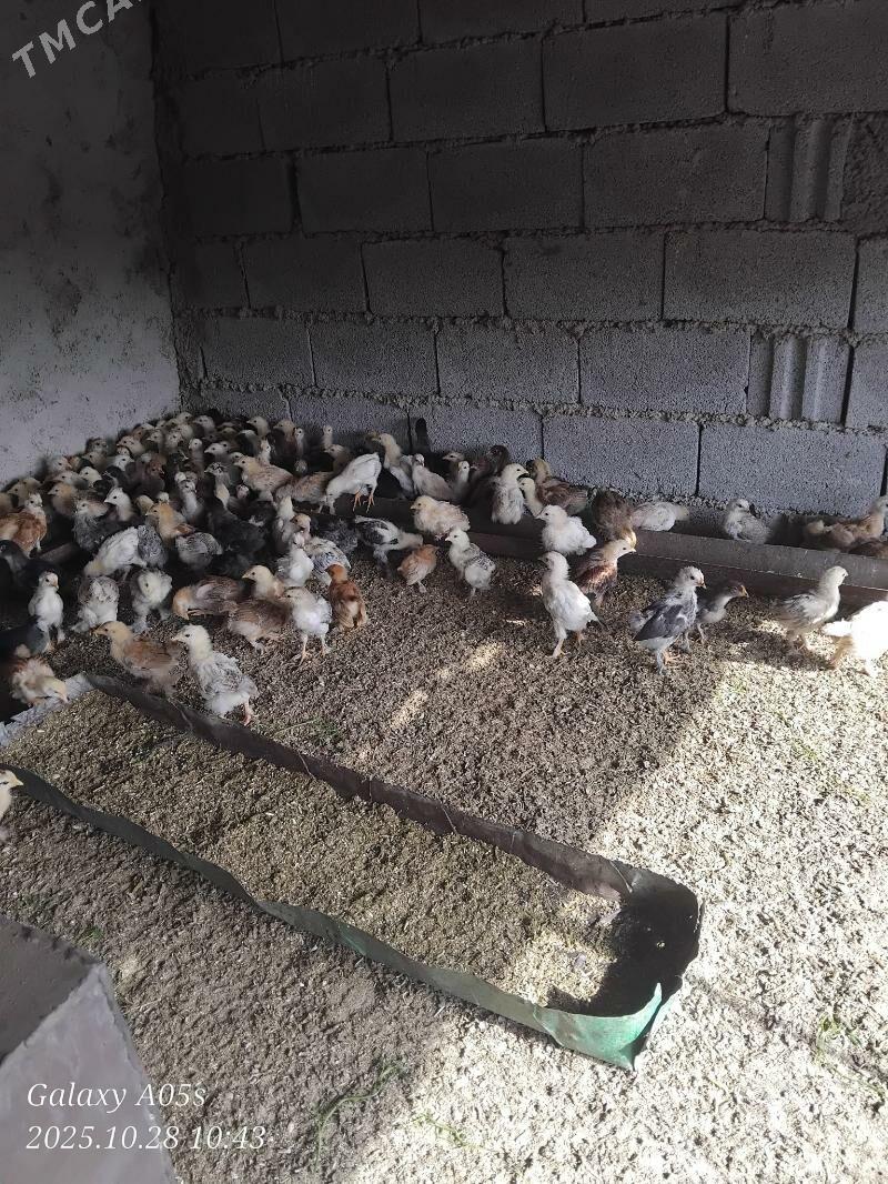 Juyje - Теджен - img 3