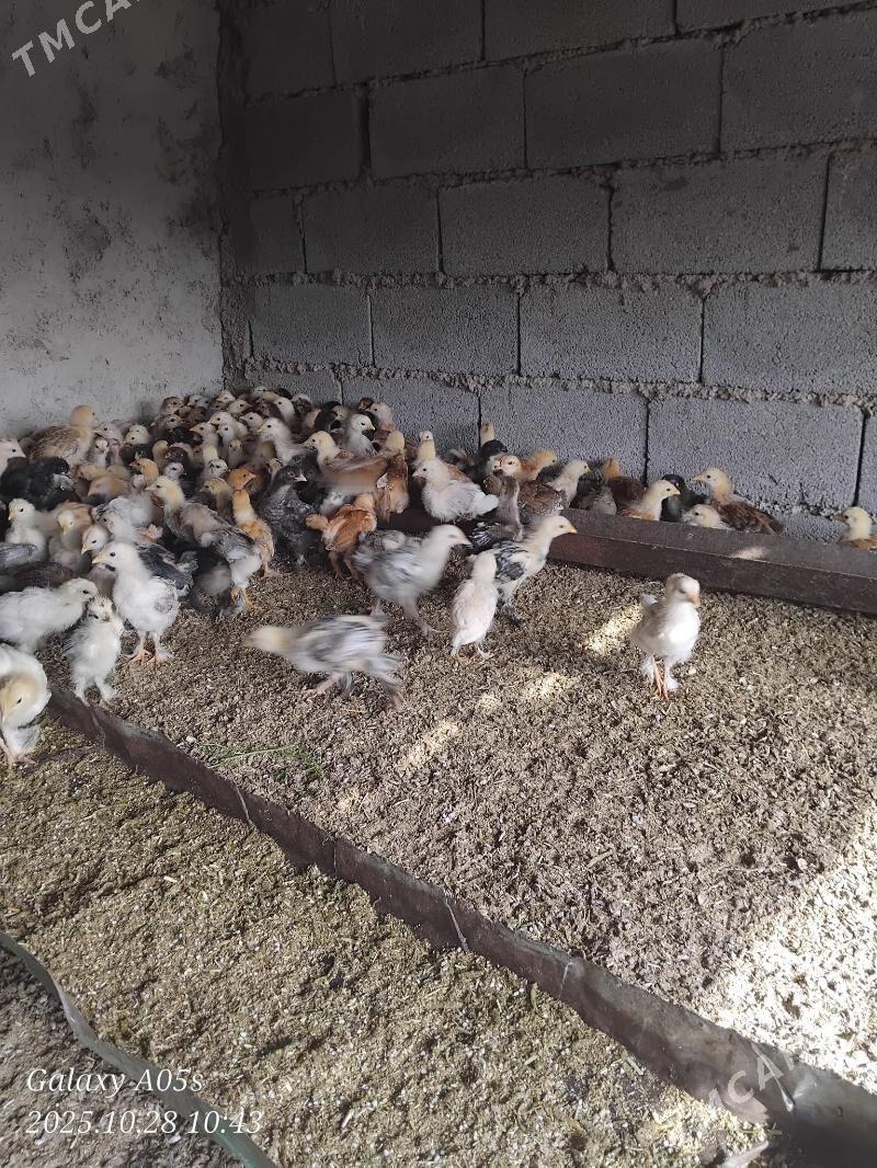 Juyje - Теджен - img 1