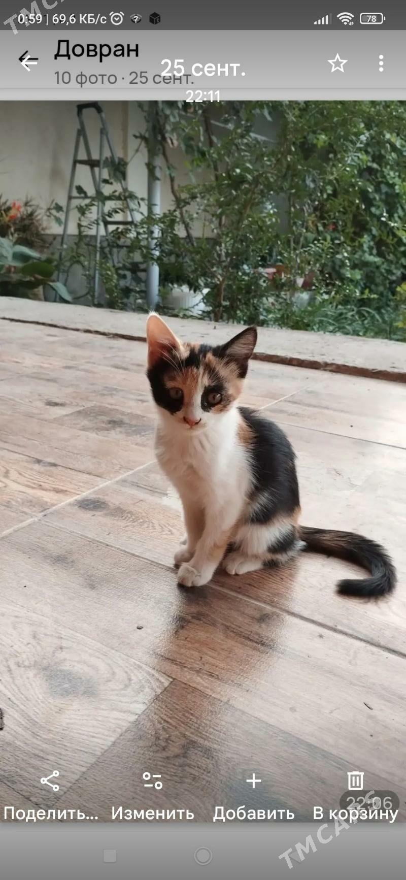 домашние животные - Туркменабат - img 1