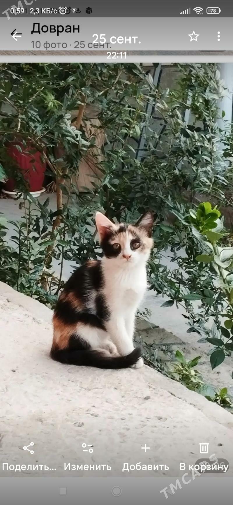 домашние животные - Türkmenabat - img 2