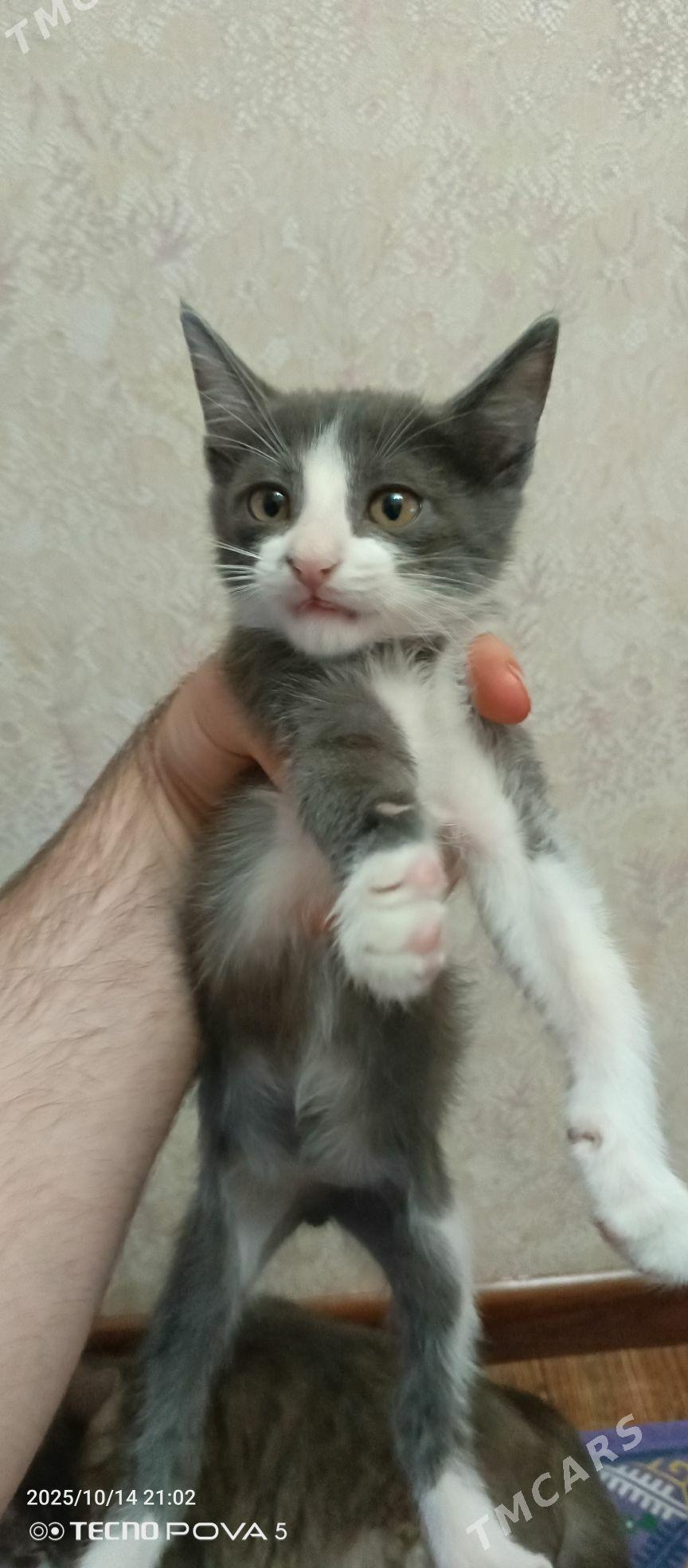 pisik - Aşgabat - img 1