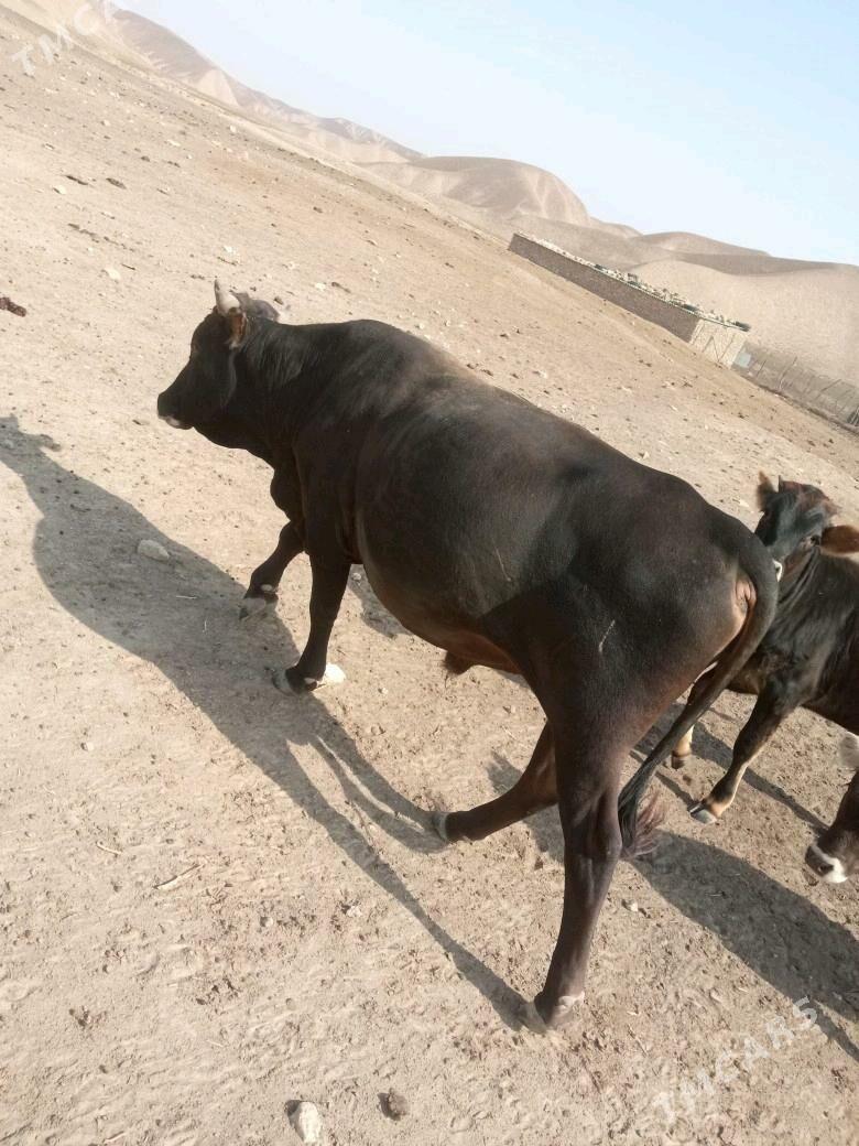 okuz - Этрек - img 1