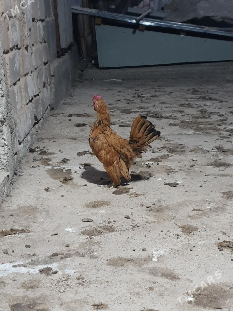 karlik serama - Kaka - img 2