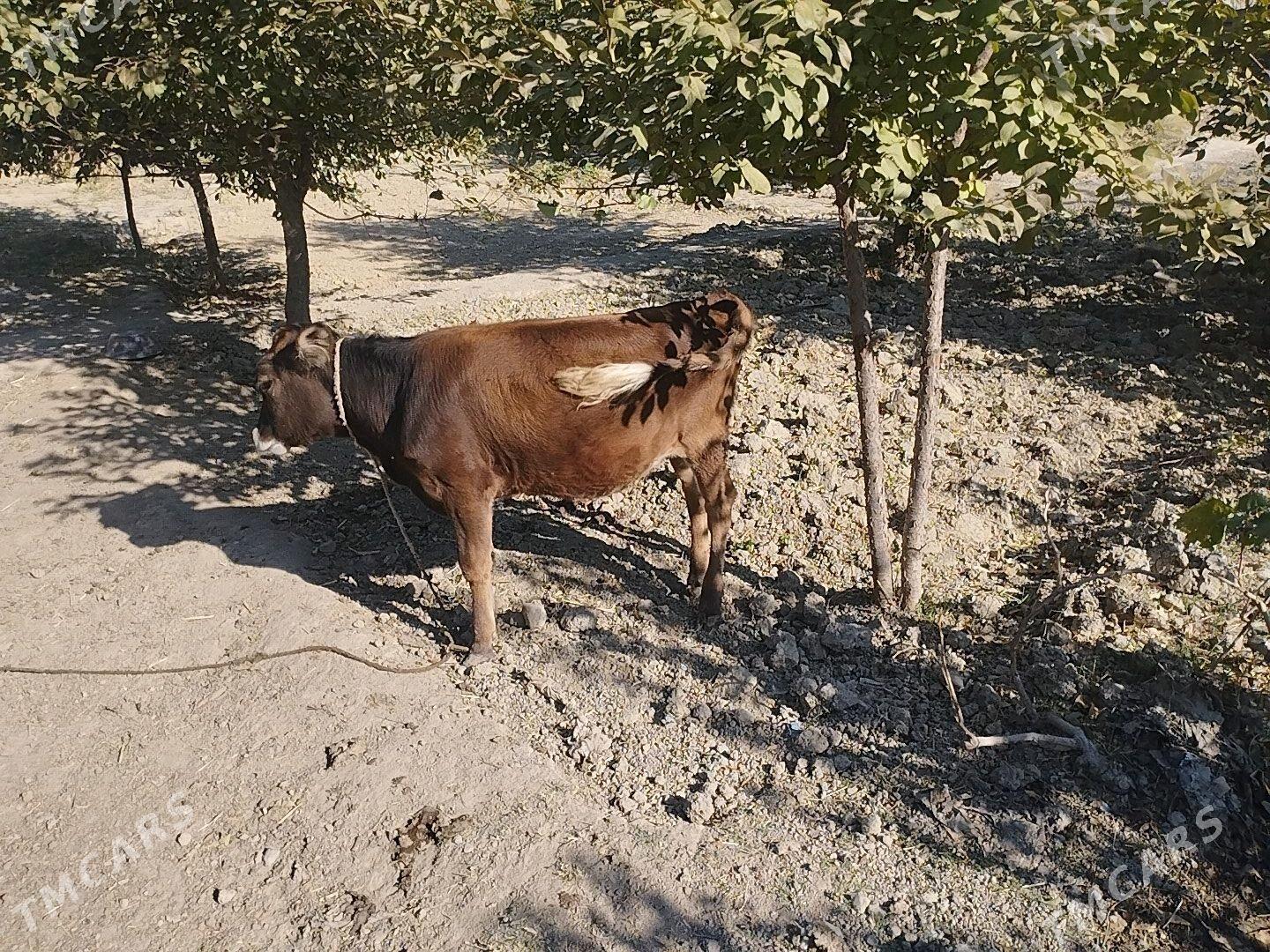 tuwe - Бахарден - img 1