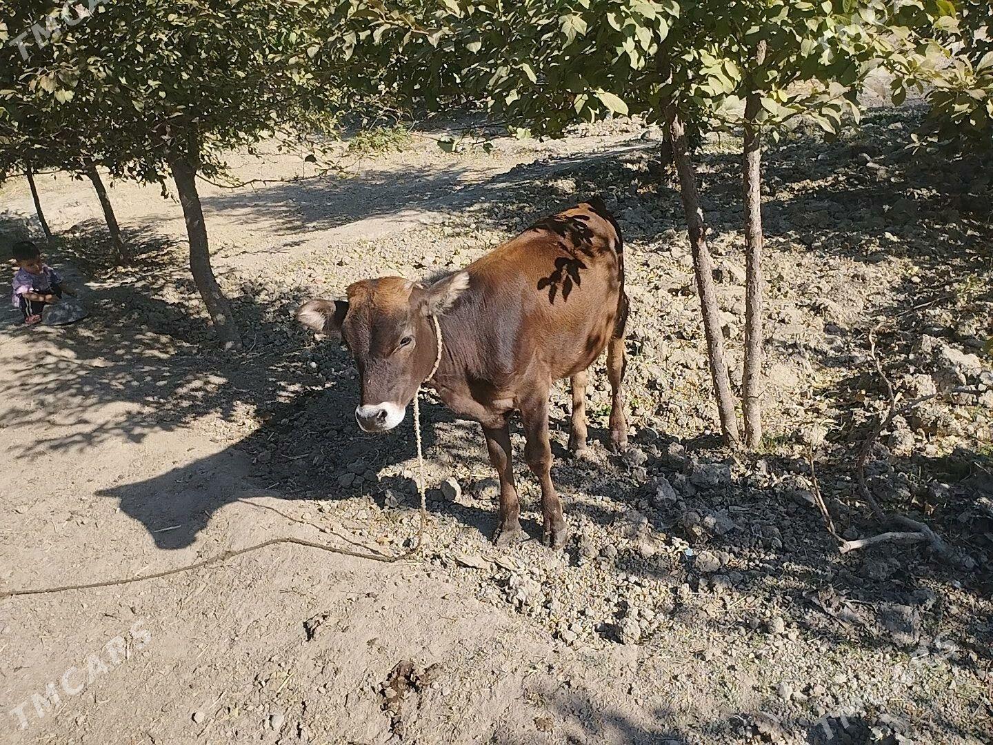 tuwe - Bäherden - img 2