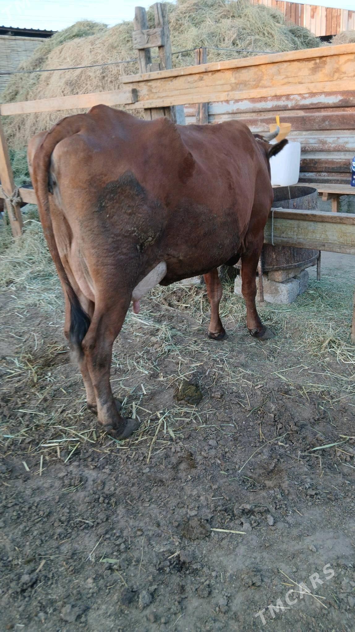 Sygyr - Gökdepe - img 1