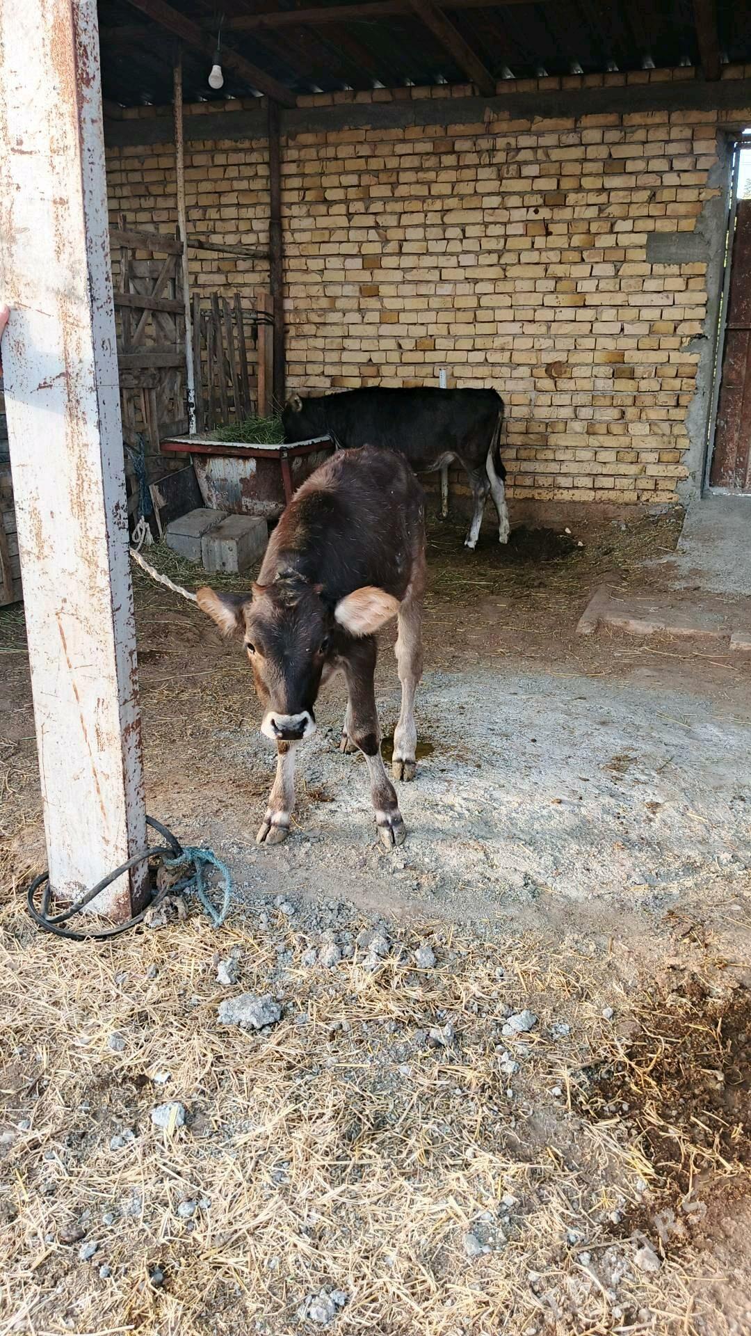 sygyr - Гёкдепе - img 3