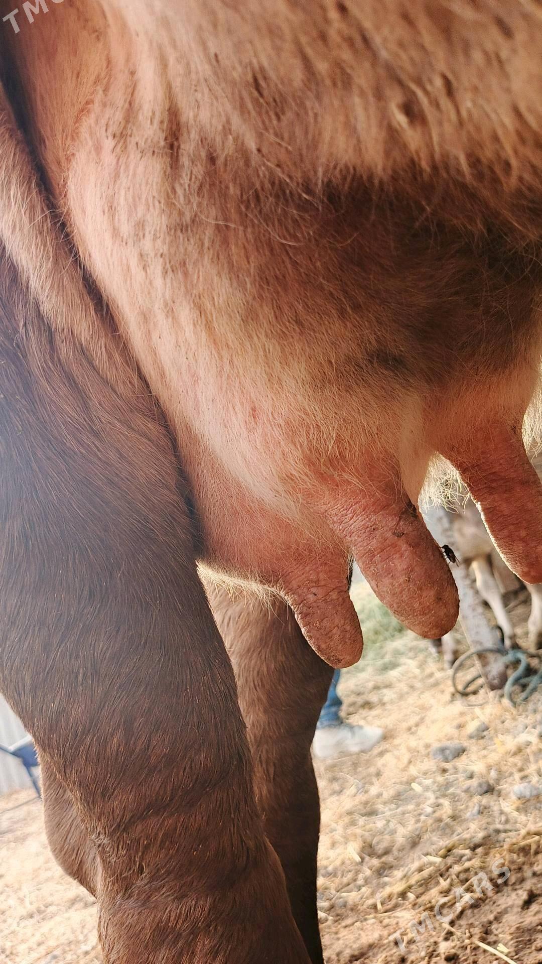 sygyr - Гёкдепе - img 2