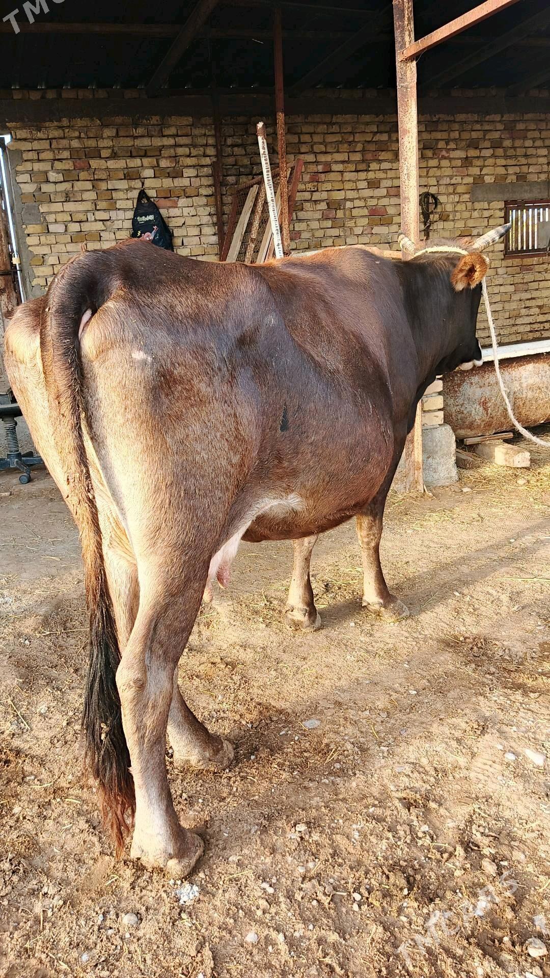 sygyr - Гёкдепе - img 1