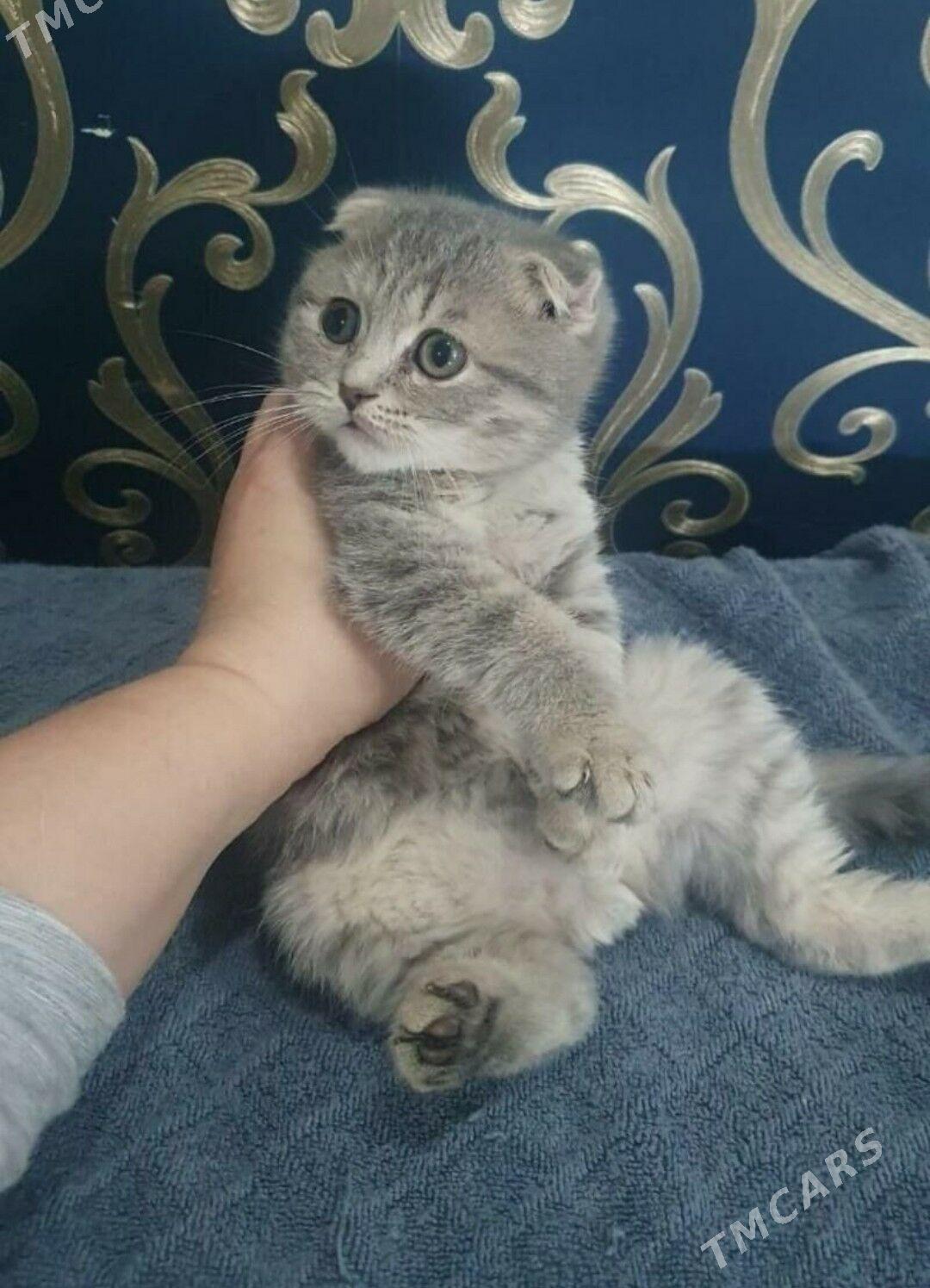 Шотландские котята - Ашхабад - img 1