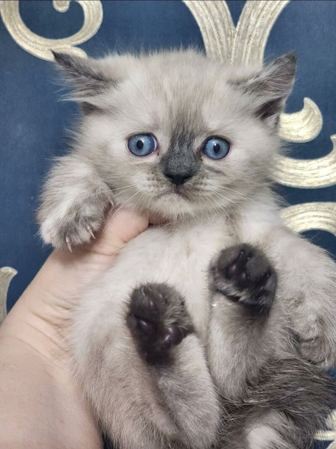 Шотландские котята - Ашхабад - img 4