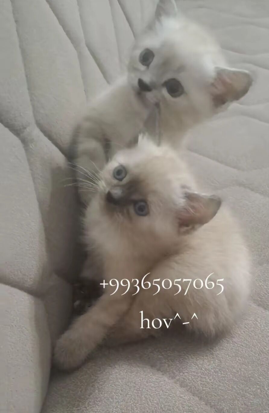 Шотландские котята - Ашхабад - img 2