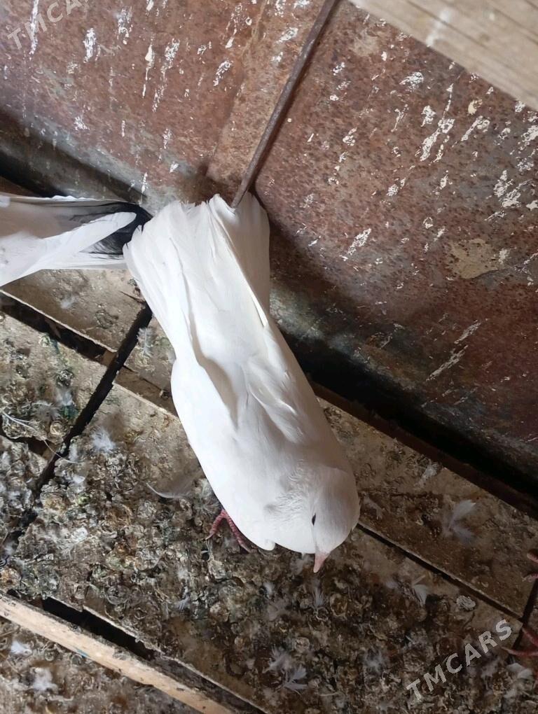 kepderi - Gyzylarbat - img 1