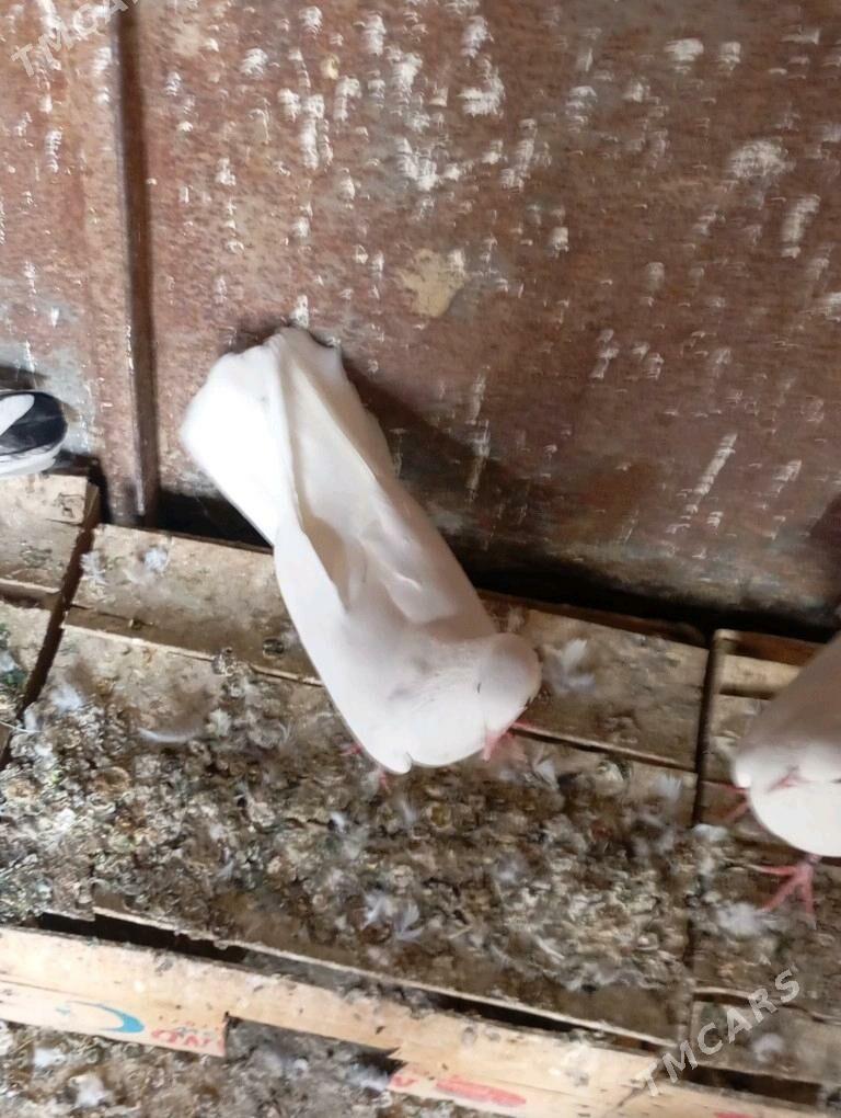 kepderi - Гызыларбат - img 2