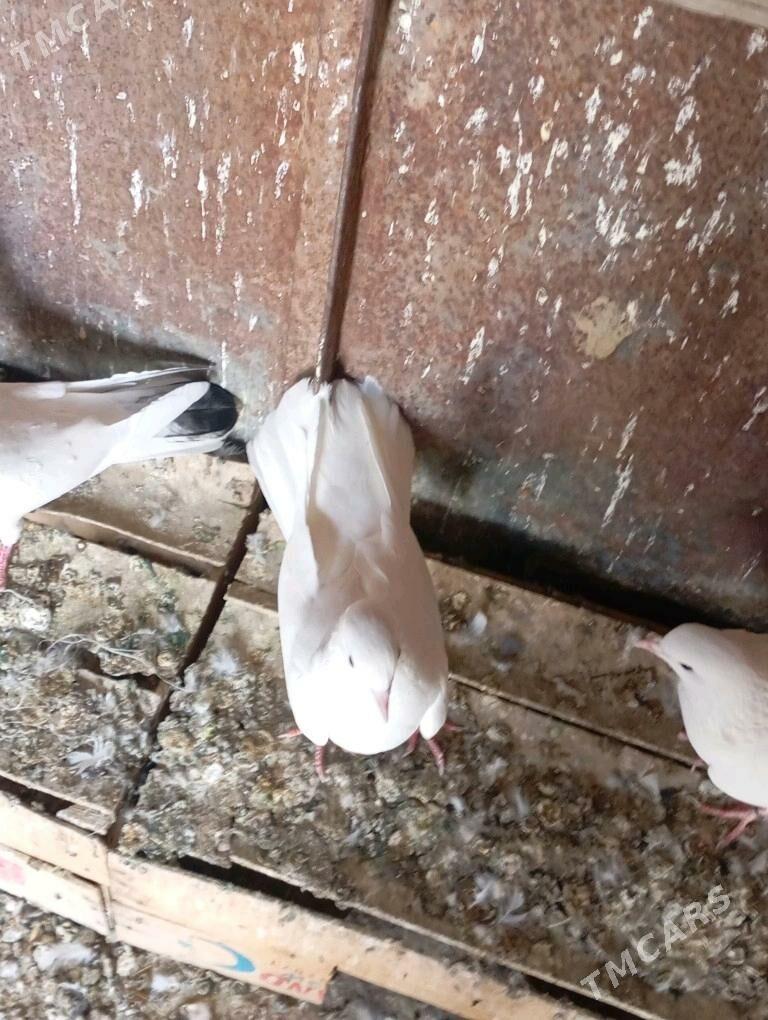 kepderi - Гызыларбат - img 3